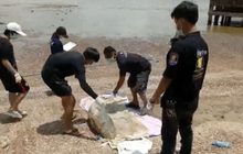 พบซากโลมาเกยตื้นใกล้แหลมงอบ จ.ตราด