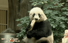 ฉลองวันเกิดแพนด้าอายุยืนที่สุดในโลก