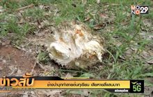 ช้างป่าบุกทำลายต้นทุเรียน เสียหายสี่แสนบาท