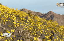 ดอกไม้ป่าบานสะพรั่งในทะเลทรายสหรัฐฯ