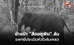 เคลื่อนย้ายไม่สำเร็จ ช้างป่า “สีดอหูพับ” ล้ม คาดหัวใจล้มเหลว