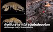 นักวิจัยไทย ค้นพบ “กุ้งเต้น” เจาะรากไม้ ชนิดใหม่และสกุลใหม่ของโลก