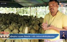 ผู้ใหญ่บ้าน จ.ชุมพร ตั้งรางวัล 1 หมื่น นำจับพวกตัดลักทุเรียนอ่อน