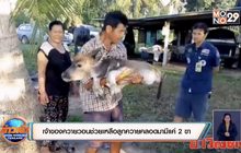เจ้าของควายวอนช่วยเหลือลูกควายคลอดมามีแค่ 2 ขา