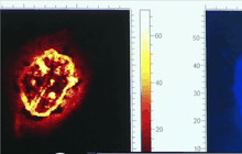 ค้นพบโปรตีน-เส้นเลือดในฟอสซิลไดโนเสาร์ที่เก่าแก่ที่สุดในโลก