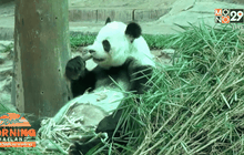 เฝ้าสังเกตอาการ “หลินฮุ่ย” ตลอด 24 ชม.