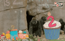 ฉลองลูกกอริลลาอายุครบรอบ 2 ปีในสหรัฐฯ