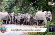 ​ระทึกช้างป่ายกโขลงลงสนามกอล์ฟ จ.นครนายก