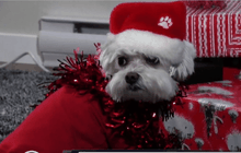 คริสต์มาสสำหรับสัตว์เลี้ยง