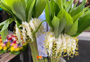 วิธีปลูกดอกเข้าพรรษา ต้นไม้มงคล พุทธคุณแคล้วคลาด