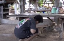 เยาวชนรับเลียนแบบคลิปที่นำยาให้สุนัขกินจนมีอาการสั่น
