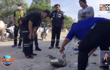 สาวกู้ภัยใจกล้า โชว์จับงูเห่า