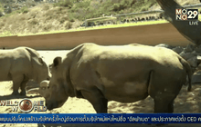 สวนสัตว์ซานดิเอโกเตรียมโคลนนิ่งแรดขาวเหนือ