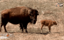 ควายเกิดใหม่ตัวแรกของคัสเตอร์ สเตท พาร์ค ในสหรัฐฯ