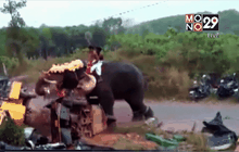 ช้างคลุ้มคลั่งในอินเดีย