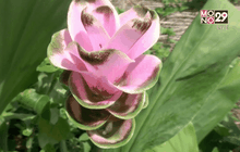 ชาวนาเชียงใหม่หนีภัยแล้งหันปลูกดอกกระเจียว