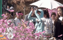 นักท่องเที่ยวแห่ชมทุ่งดอกคอสมอสฝรั่งเศส