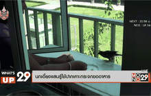 นกเอี้ยงแสนรู้ใช้ปากเคาะกระจกขออาหาร