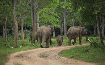 พบถิ่นอาศัย “ช้างเอเชีย” สูญหายไปแล้ว เกือบ 2 ใน 3 จากการตัดไม้ทำลายป่านับศตวรรษ