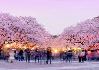 ทัวร์โตเกียว 2026: เปิดลิสต์ 7 พิกัดชมซากุระยอดฮิต จาก Travelzeed