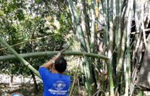 เกษตรปลูกไผ่สร้างรายได้ สู้ภัยแล้ง