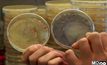 ศึกษาแบคทีเรียที่อาจนำไปสู่การผลิตยารักษาโรคชนิดใหม่