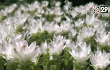 ส่งออกดอกกระเจียว ทำเงินปีละ 5-10 ล้านบาท