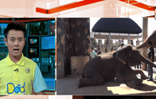 สอบสาเหตุช้างแสดงโชว์วิ่งไล่นักท่องเที่ยว