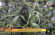 สธ.พร้อมปลดล็อกกัญชาสร้างรายได้ในชุมชน