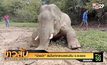 “ช้างป่า” ล้มในท่ากราบแผ่นดิน จ.ระยอง