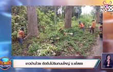 ชาวบ้านโวย ตัดต้นไม้ริมถนนใหญ่ จ.ยโสธร