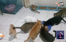 เปิดวิธีดูแลสัตว์เลี้ยง เมื่อเจ้าของติดเชื้อโควิด