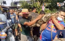 จับ”จระเข้” ยาว3เมตร โผล่นอนในชุมชนย่านบางปู