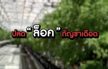 The Morning – ​จับตาสิทธิบัตร “กัญชา” หวั่นต่างชาติได้ประโยชน์
