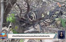 พบซากกระทิงหนุ่มถูกกับดักสัตว์นายพรานรัดคอตาย