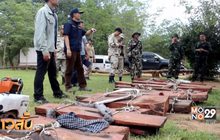 กวาดล้างขบวนการลักลอบตัดไม้พะยูง