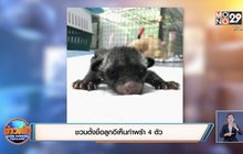ชวนตั้งชื่อลูกอีเห็นกำพร้า 4 ตัว