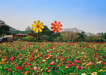 ทุ่งดอกบานชื่น บ้านพุขมิ้น จ.นครสวรรค์ อวดความสวยงามสะพรั่งรับลมหนาว