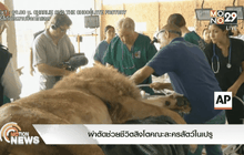 ผ่าตัดช่วยชีวิตสิงโตคณะละครสัตว์ในเปรู