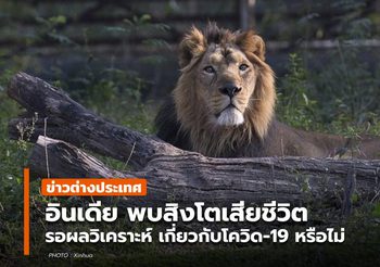 สวนสัตว์อินเดียพบ ‘สิงโต’ ตาย รอผลพิสูจน์ เกี่ยวกับโควิด-19 หรือไม่