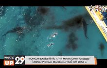 MONO29 ชวนลุ้นระทึกกับ ภ.“47 Meters Down: Uncaged” โปรแกรม Premium Blockbuster วันนี้ เวลา 20.50 น.
