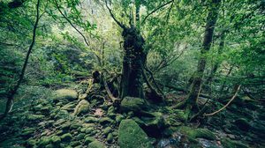Shiratani Unsuikyo ป่าดึกดำบรรพ์ มรดกโลกทางธรรมชาติ ในญี่ปุ่น