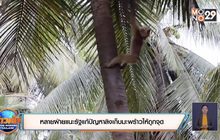 หลายฝ่ายแนะรัฐแก้ปัญหาลิงเก็บมะพร้าวให้ถูกจุด