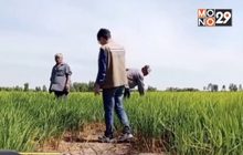 เร่งช่วยชาวนาอยุธยาขาดแคลนน้ำ