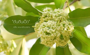 เหม็นหรือหอม ต้นตีนเป็ด หรือพญาสัตบรรณ กับ 12 ประโยชน์ดีๆ ที่อาจคาดไม่ถึง