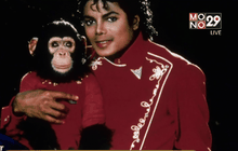 ดังไม่แพ้เจ้าของ! “ลิง” ไมเคิล แจ็คสัน เตรียมกลายเป็นหนัง