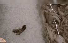 พบปลาหมึกพิษร้ายแรง วางขายปนอาหารสดห้างดัง