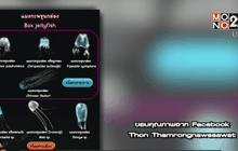 พิษแมงกะพรุนกล่อง อันตรายถึงชีวิต