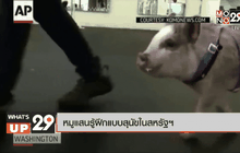 หมูแสนรู้ฝึกแบบสุนัขในสหรัฐฯ