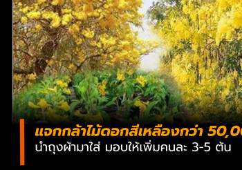 กรมป่าไม้ แจกกล้าไม้ดอกสีเหลืองกว่า 50,000 ต้น นำถุงผ้ามาใส่ ให้เพิ่มคนละ 3-5 ต้น